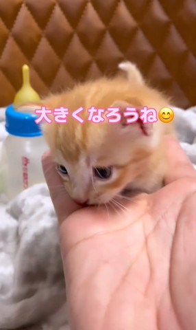 大きくなろうねテロップ