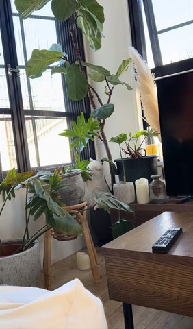 観葉植物を見てる猫ちゃん