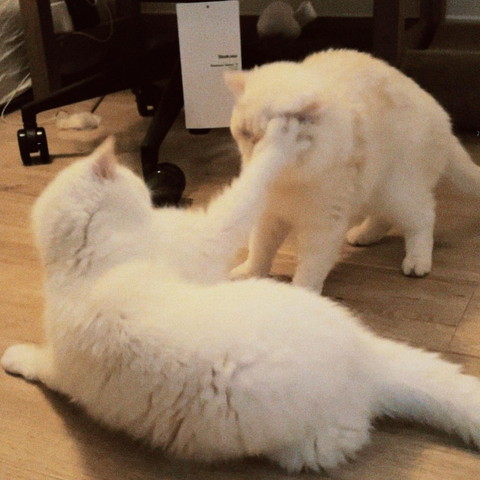 猫パンチされる猫