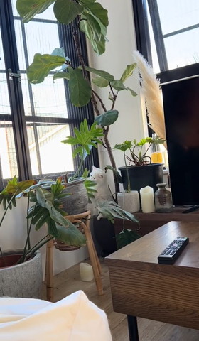 観葉植物を下げてる猫ちゃん