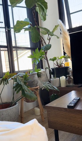 観葉植物で顏隠れる猫ちゃん