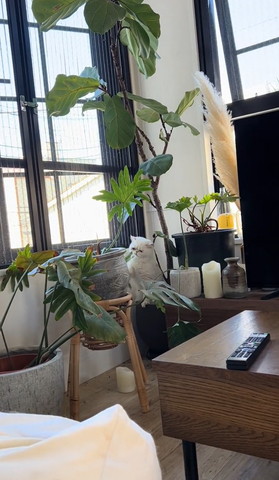 観葉植物を見る猫ちゃん真顔