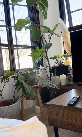 観葉植物を見上げてる猫ちゃん