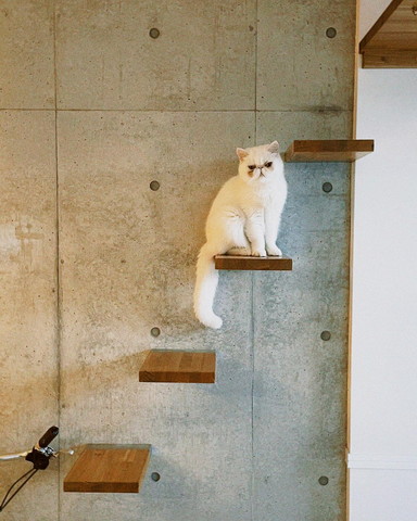 キャットステップに猫ちゃん