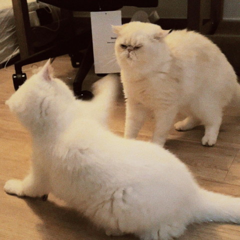 猫パンチを前にひるむ猫