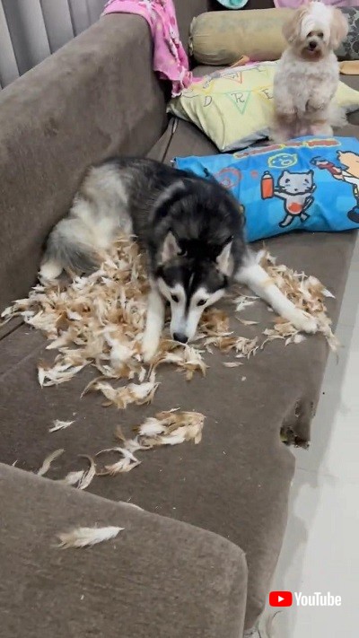 とぼける犬