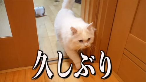 お出迎えするパールくん