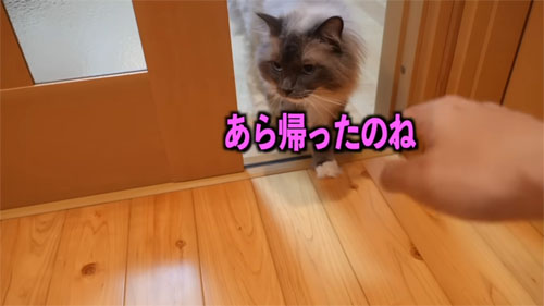 お出迎えるラピスちゃん