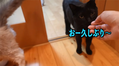お出迎えする黒ちゃん