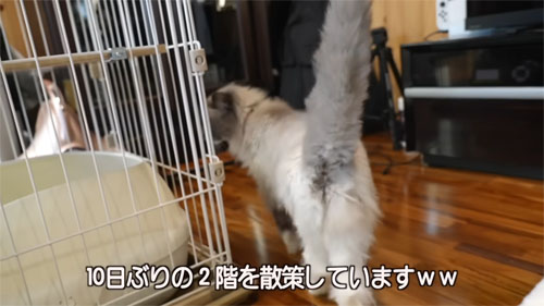 散策するラピスちゃん