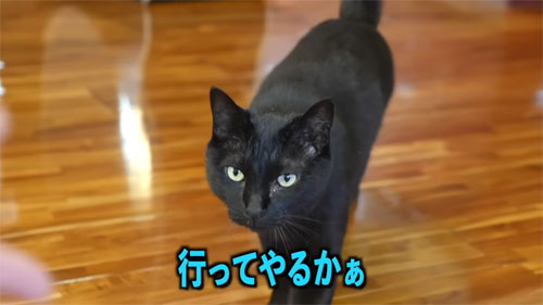 呼ばれる黒ちゃん