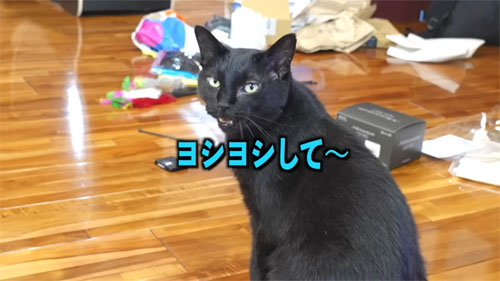 なでられたい黒ちゃん