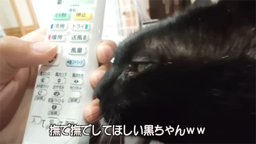スリスリする黒ちゃん