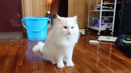 おすわりするパールくん