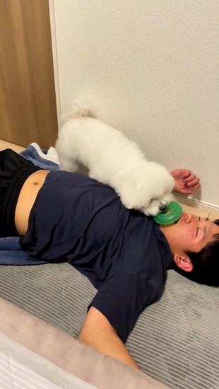 オモチャを取る犬