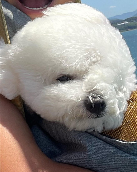 風に吹かれる犬