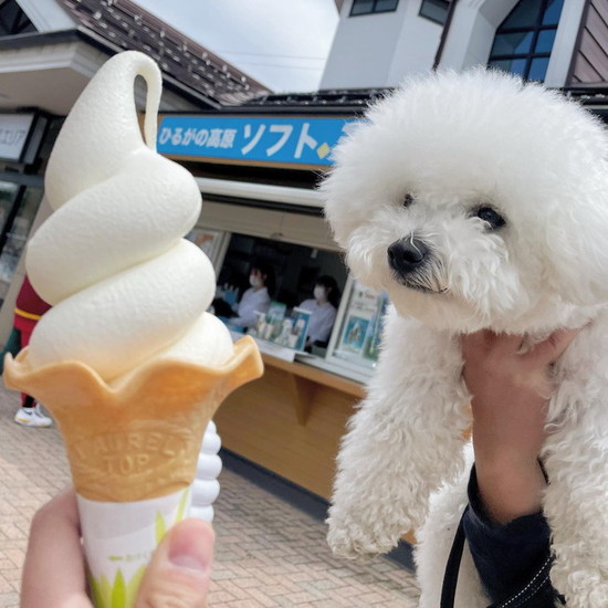 ソフトクリームと犬