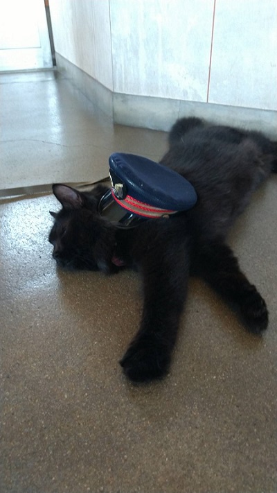 猫駅長