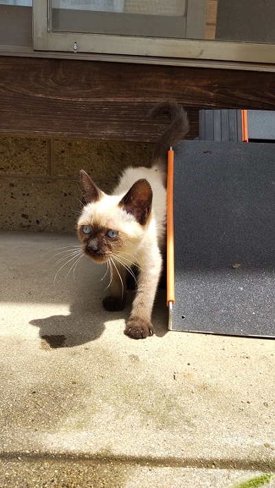 ガリガリの子猫