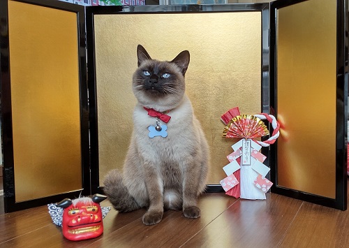 かわいいシャム猫