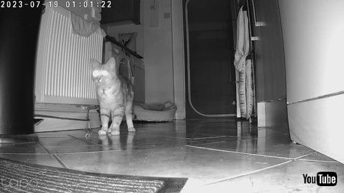 仲良く遊ぶ猫とネズミ