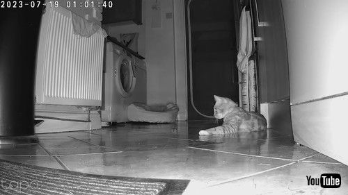 仲良く遊ぶ猫とネズミ