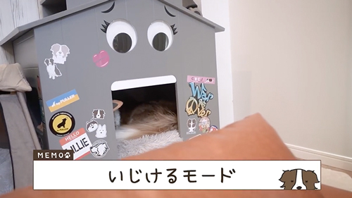 お留守番を頼まれた先住犬と子犬