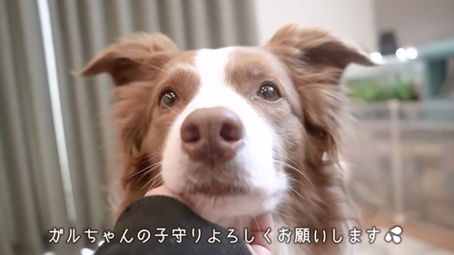 お留守番を頼まれた先住犬と子犬