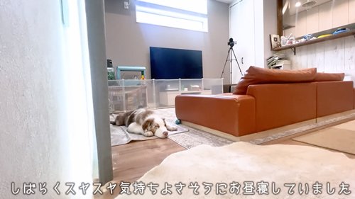 お留守番を頼まれた先住犬と子犬