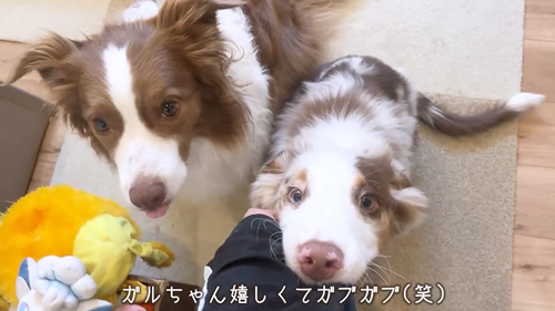 お留守番を頼まれた先住犬と子犬