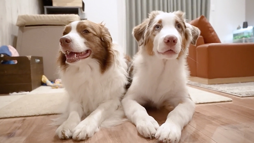 お留守番を頼まれた先住犬と子犬