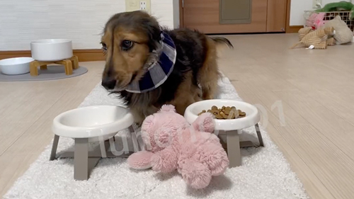 ちらっと見る犬