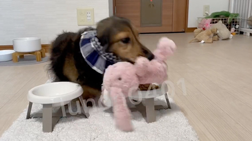 こっちねとする犬