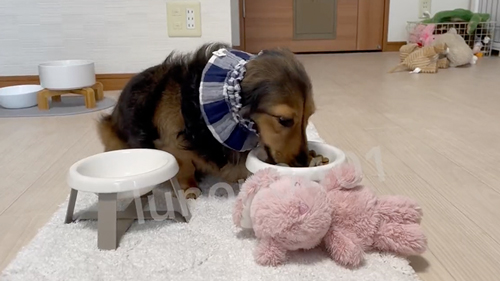 モグモグする犬