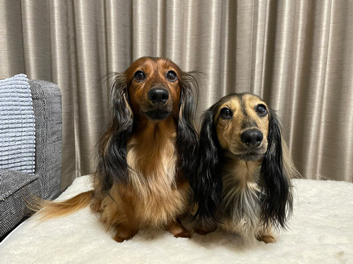 るのんくんとかるむくん