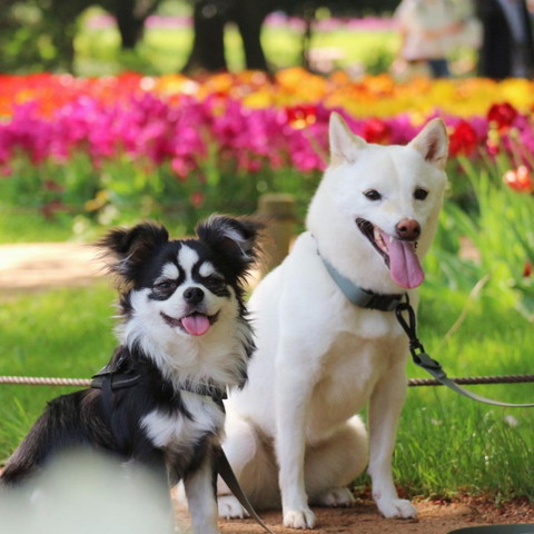 チューリップとワンコ2匹