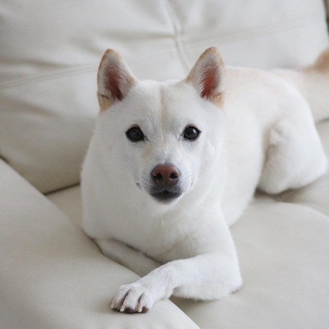 ソファでカメラ目線ワンコ