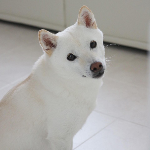 首傾げるワンコ