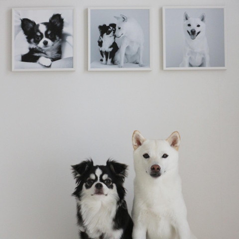 写真をバックにワンコ2匹