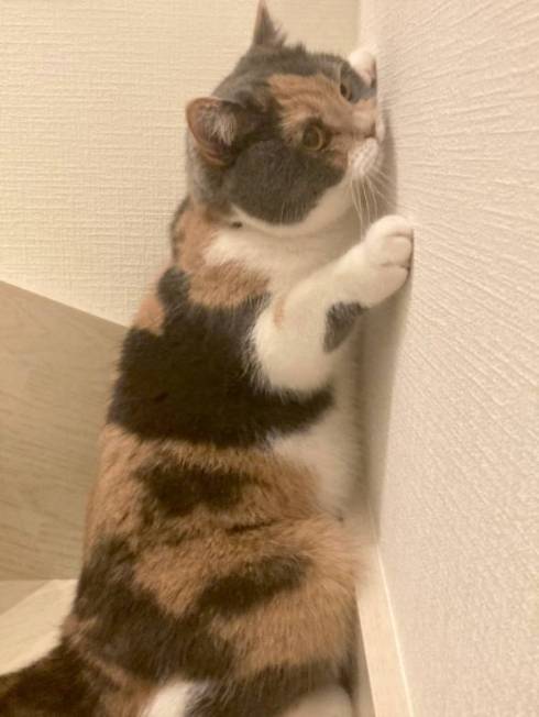 鉢合わせした猫