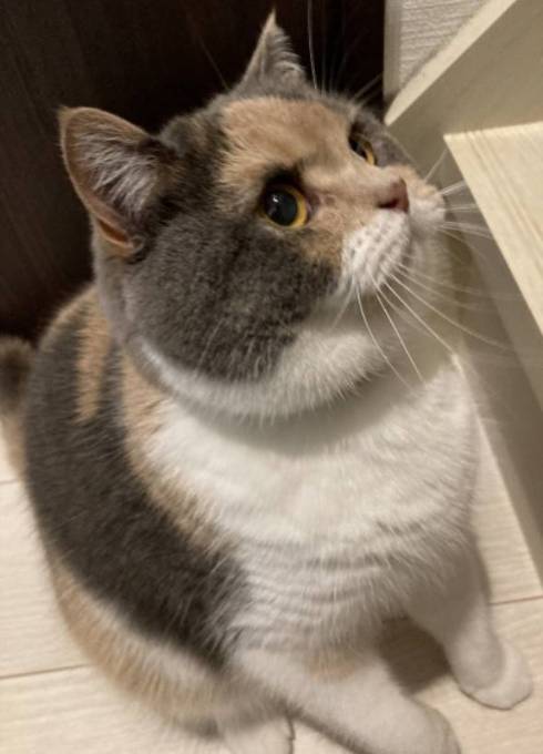 ブリティッシュショートヘア