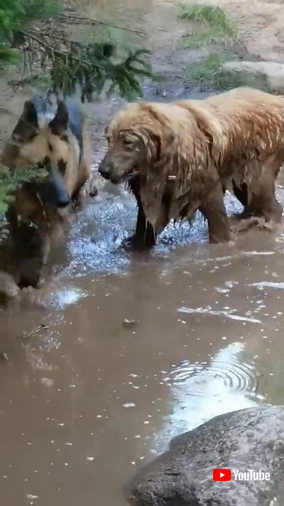 泥だらけの犬