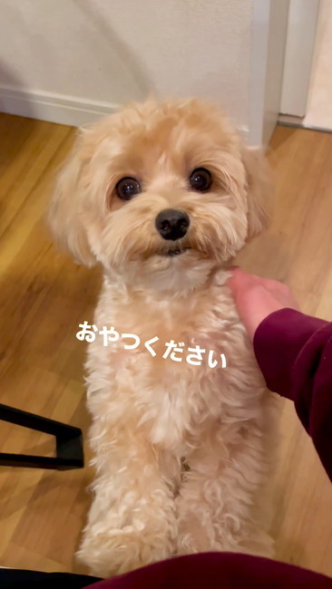 おやつください