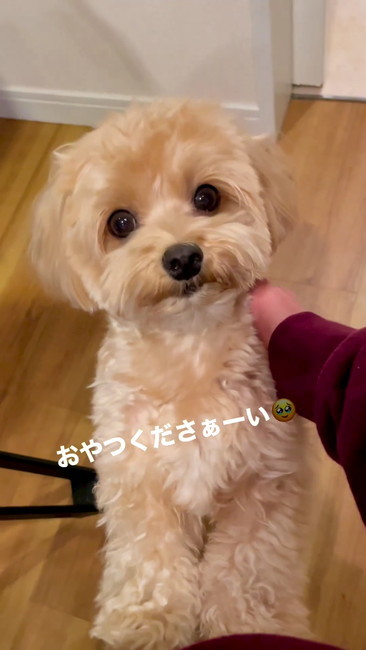 おやつくださーい