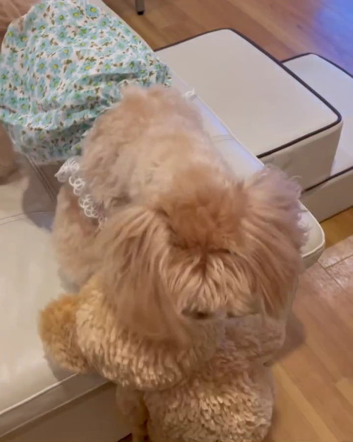 ダッフィーふりまわす