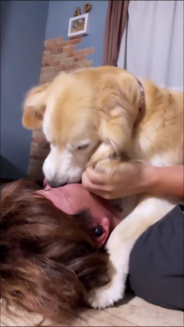 顔なめるワンコ