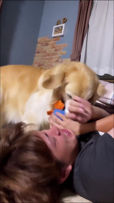 おもちゃ持ってくる犬