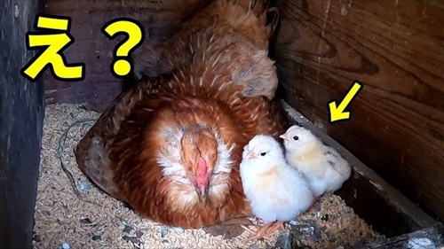 卵をそのままにしておいたら