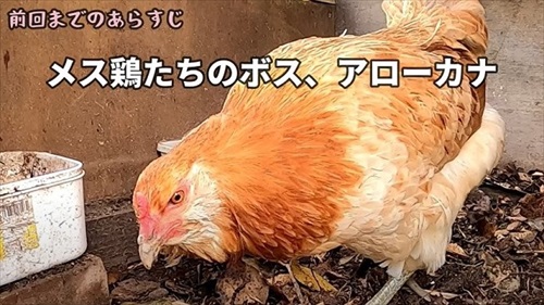 卵をそのままにしておいたら