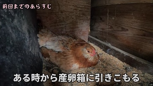 卵をそのままにしておいたら